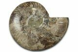 Cut & Polished Ammonite Fossil (Half) - Madagascar #347836-1